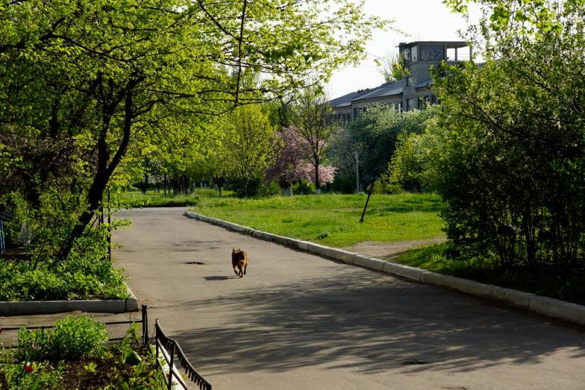Новодонецьке з panoramio.com - Novodonetske