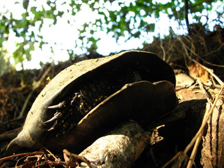 Гвардійське з panoramio.com - Гвардійське