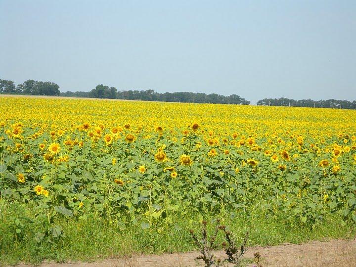 Виноградар з panoramio.com - Виноградар