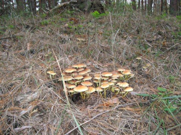 Воронове з panoramio.com - Воронове