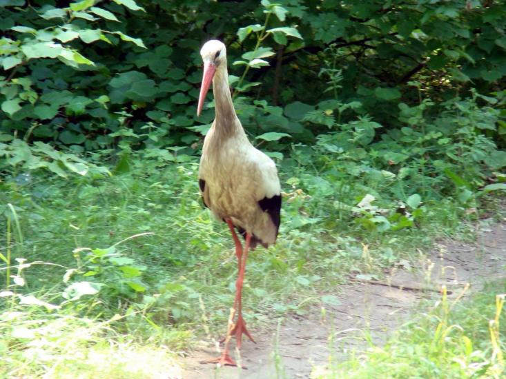 Пилипча з panoramio.com - Пилипча