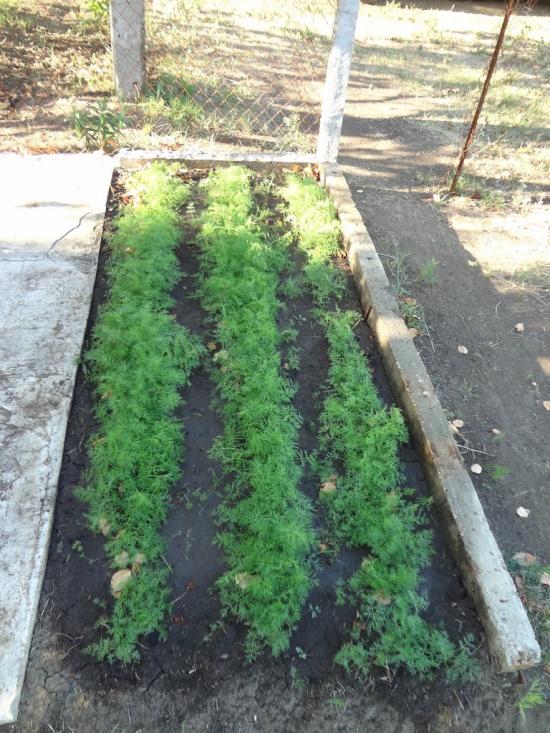 Паліївка з panoramio.com - Паліївка