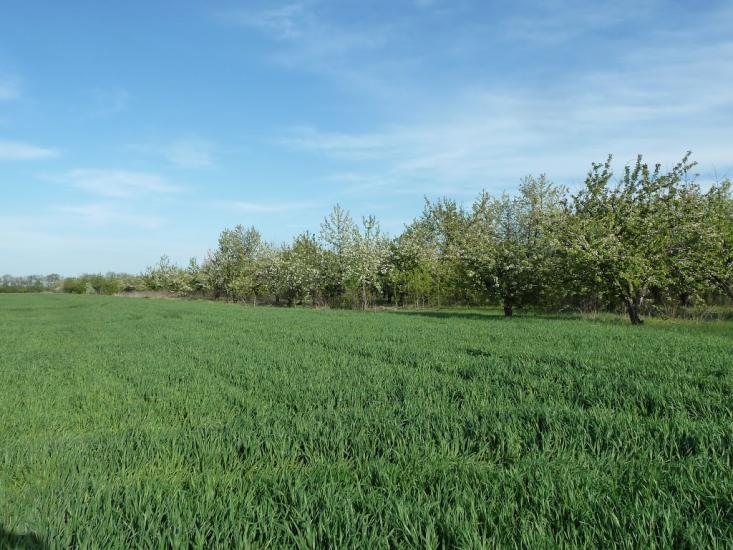 Володимирівка з panoramio.com - Владимировка