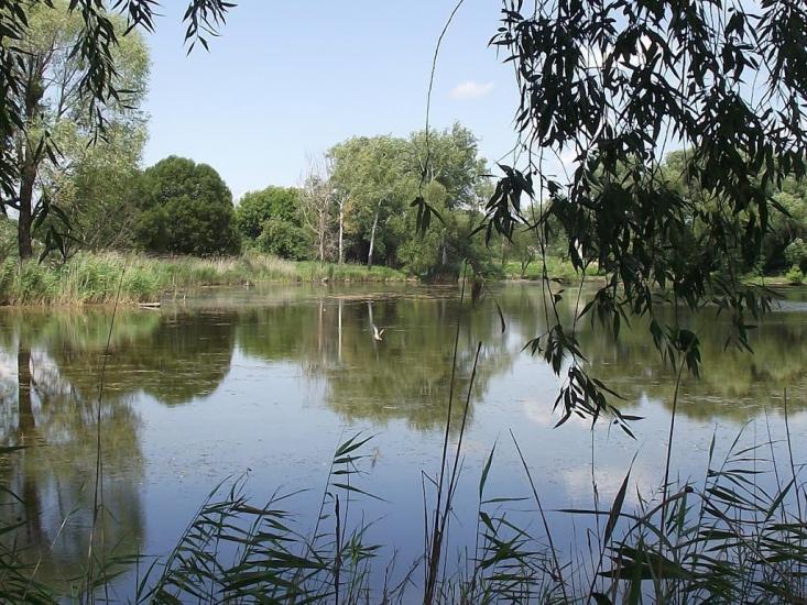 Розаліївка з panoramio.com - Розаліївка