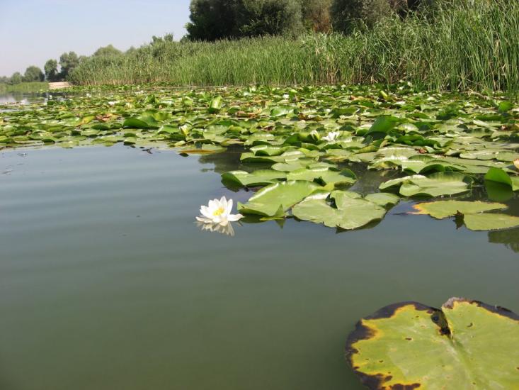 Задонецьке з panoramio.com - Zadonetske