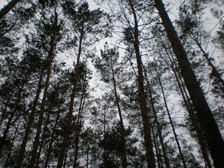 Мотовилівська Слобідка з panoramio.com - Мотовилівська Слобідка