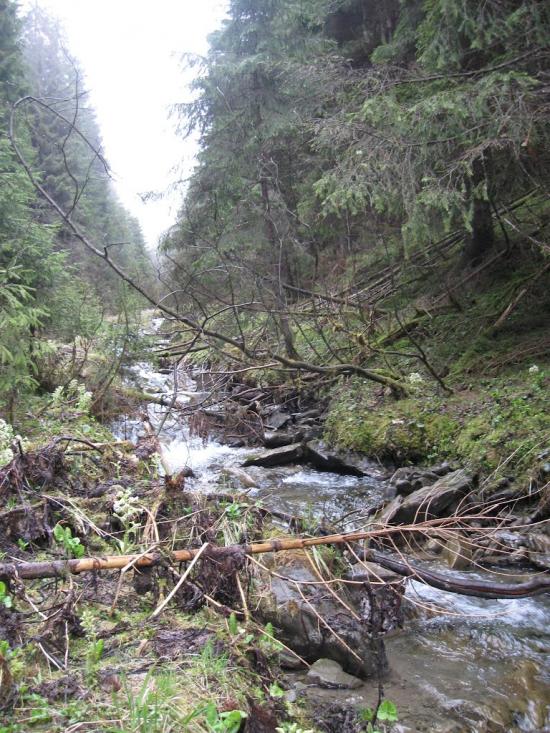 Голошина з panoramio.com - Голошина