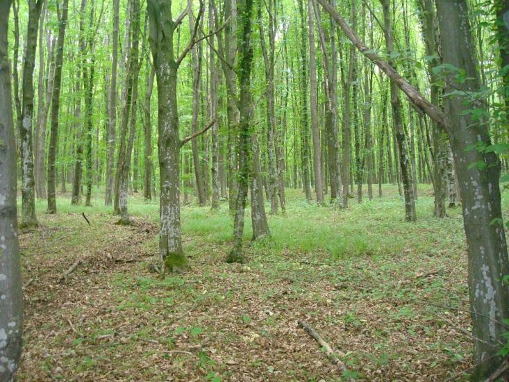 Ставчани з panoramio.com - Ставчаны