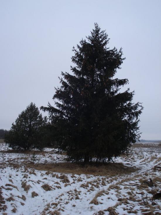 Ниговищі з panoramio.com - Ниговищі