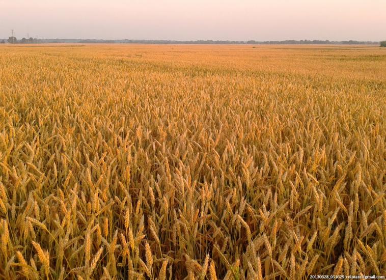 Прохори з panoramio.com - Прохори