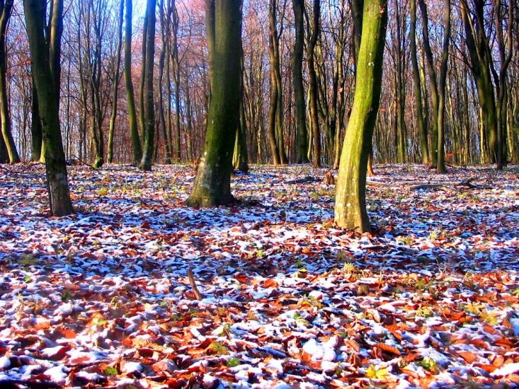 Лопушня з panoramio.com - Lopushnya