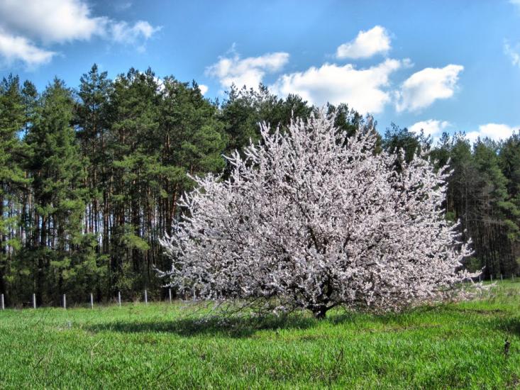Масківці з panoramio.com - Масковцы