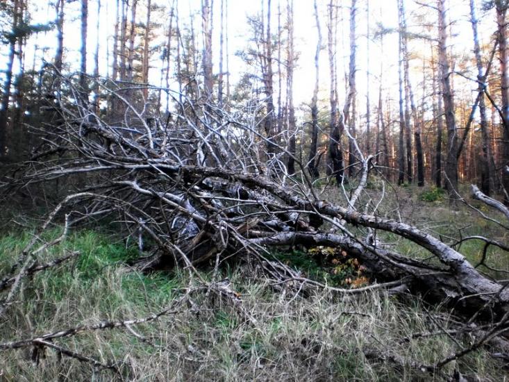 Стара Гнилиця з panoramio.com - Старая Гнилица