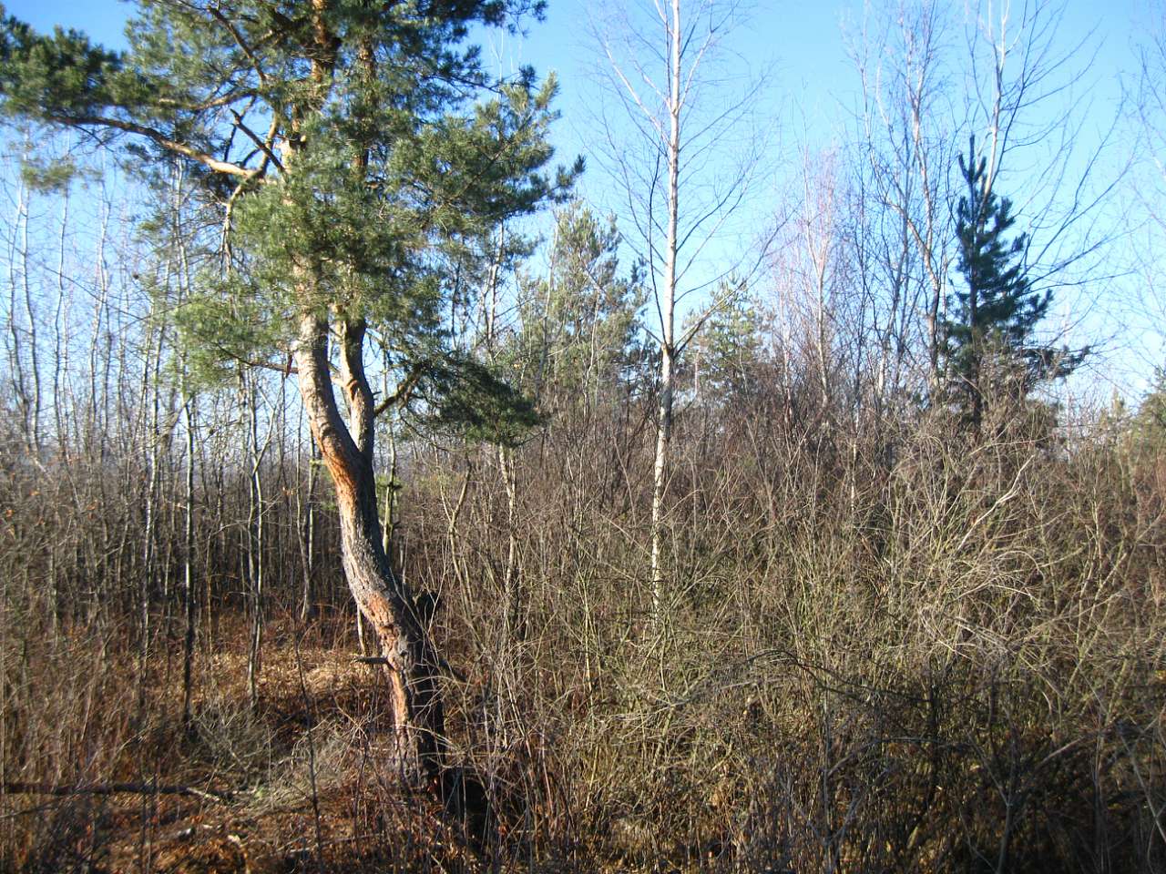 РОПЛЄНКЕ - Небылов