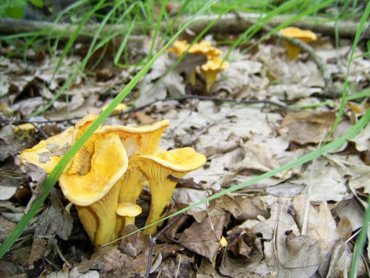 Вільхова з panoramio.com - Вільхова