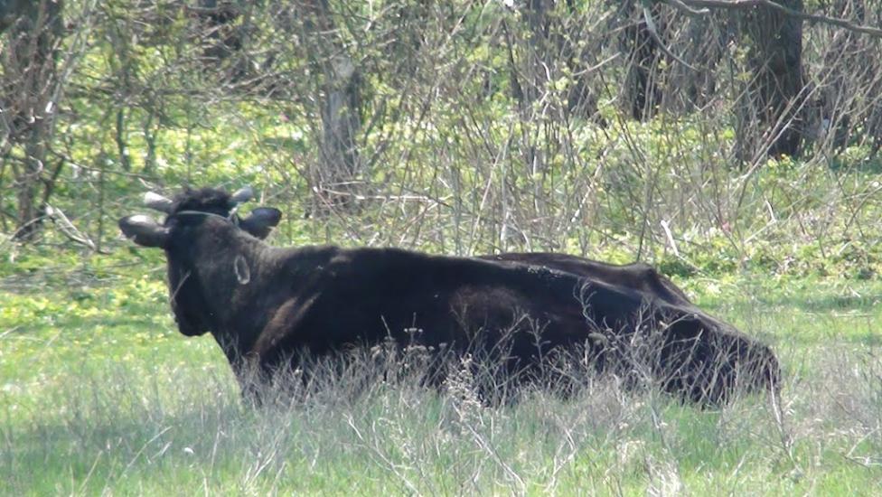 Лікарівка з panoramio.com - Лікарівка