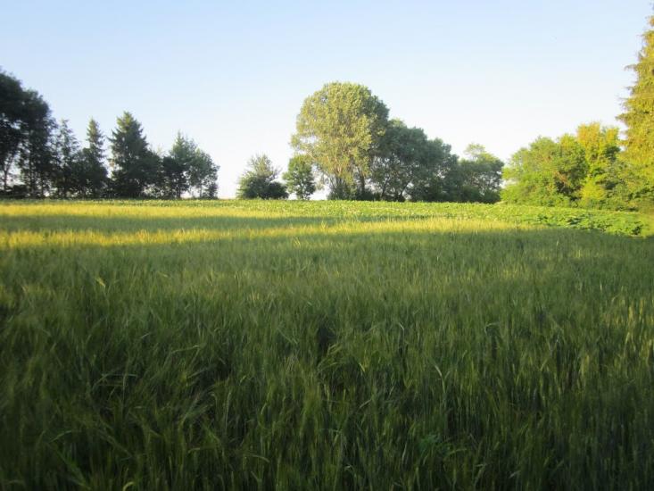 Козівка з panoramio.com - Козовка