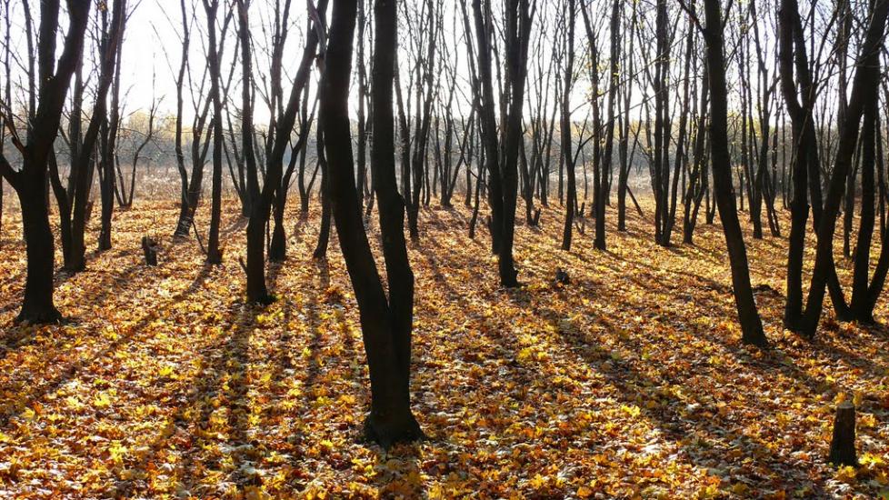 Піски з panoramio.com - Пески