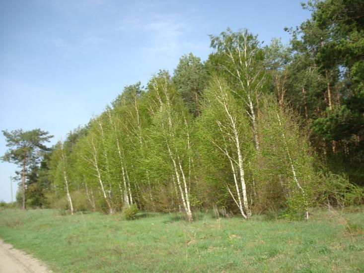 Вівчицьк з panoramio.com - Вівчицьк