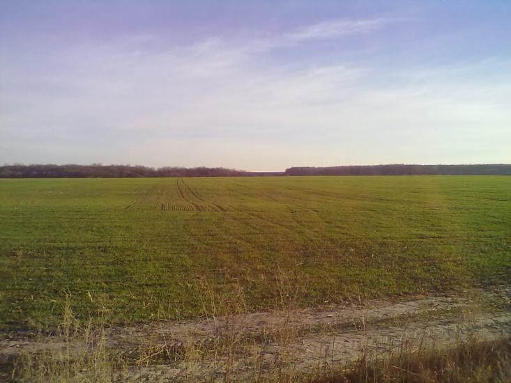 Кошляки з panoramio.com - Кошляки