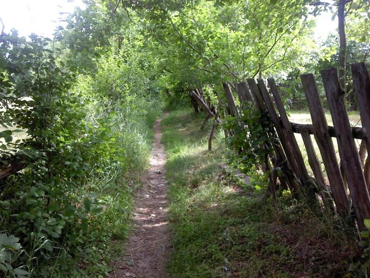 Верба з panoramio.com - Верба