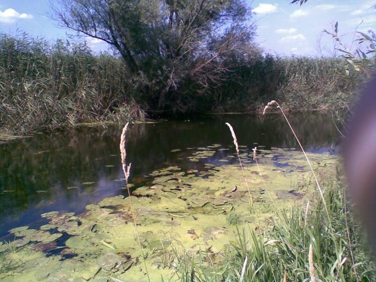 Черкаський Бишкин з panoramio.com - Черкаський Бишкин