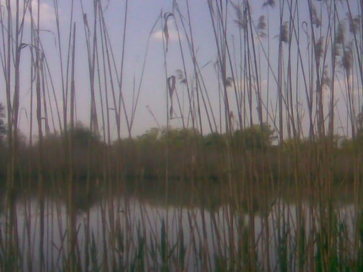 Синява з panoramio.com - Synyava