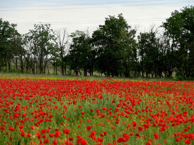 Іллічівка з panoramio.com - Іллічівка