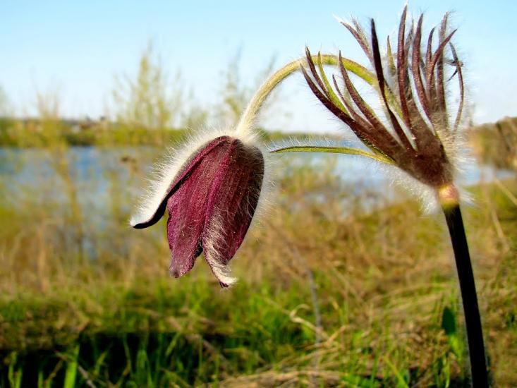 Черняки з panoramio.com - Черняки