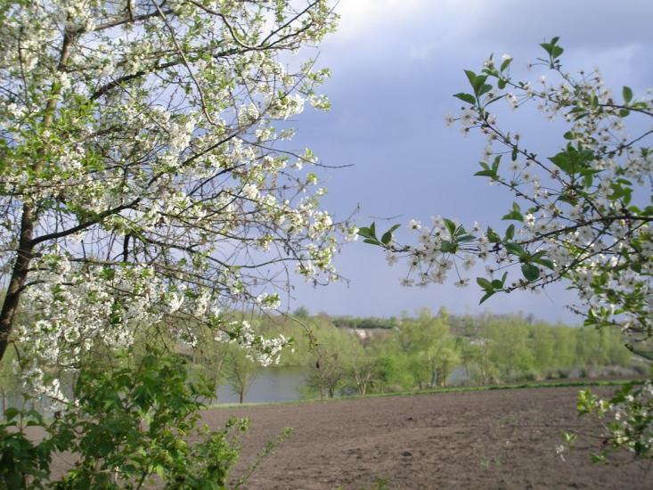 Чернятка з panoramio.com - Чернятка