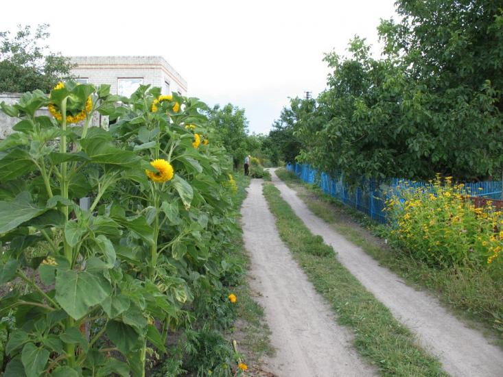 Білецьківка з panoramio.com - Белецковка