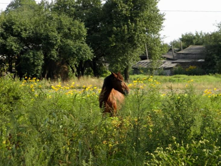 Угриничі з panoramio.com - Ugrynychi