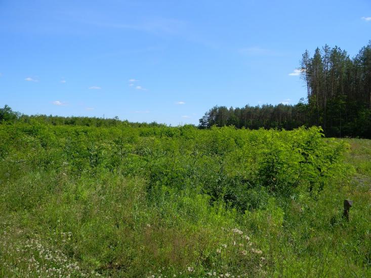Городня з panoramio.com - Городня