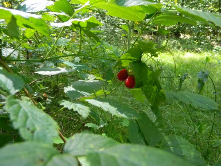 Городня з panoramio.com - Городня