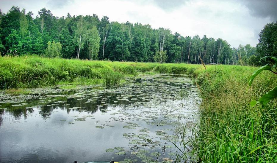 Струмок з panoramio.com - Струмок