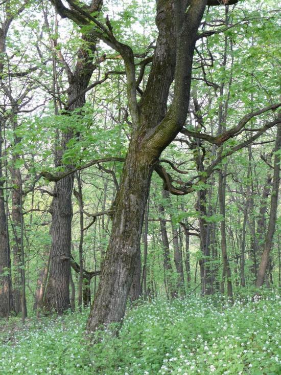 Коропове з panoramio.com - Koropove