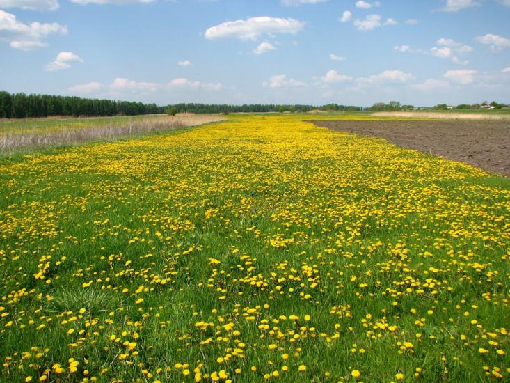 Литвинівка з panoramio.com - Литвиновка