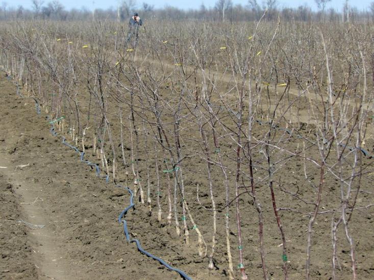 Вознесенка з panoramio.com - Вознесенка