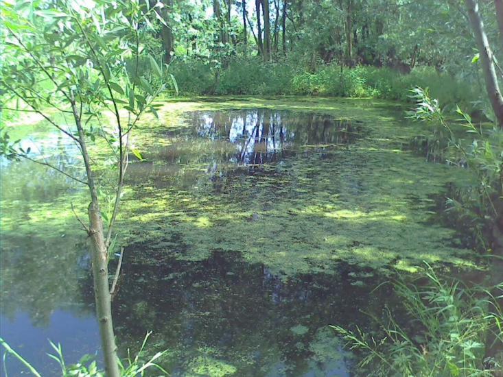 Нижні Синівці з panoramio.com - Нижние Синевцы