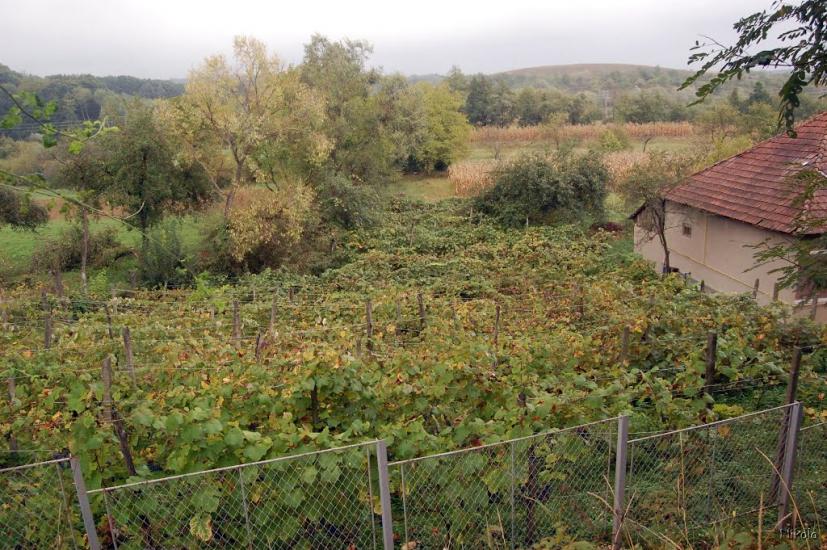 Нижнє Солотвино з panoramio.com - Нижнее Солотвино