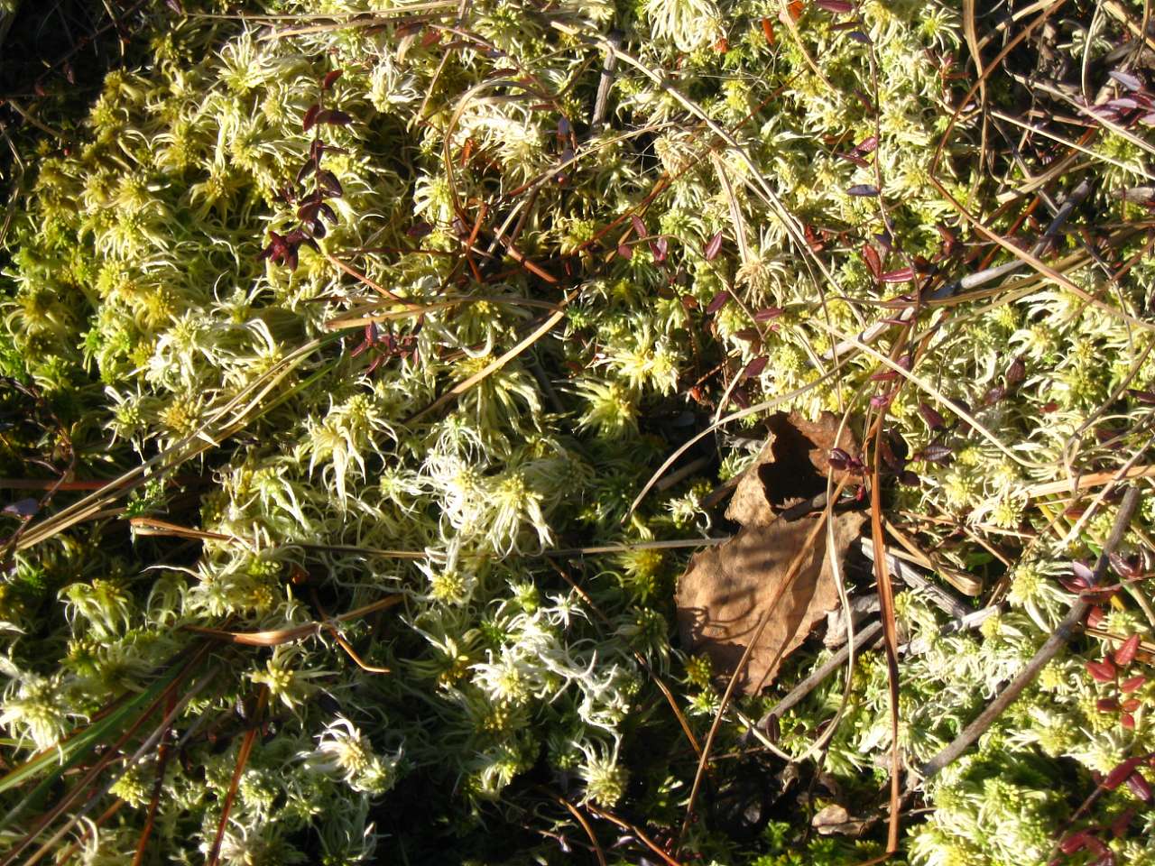 РОПЛЄНКЕ - Небылов