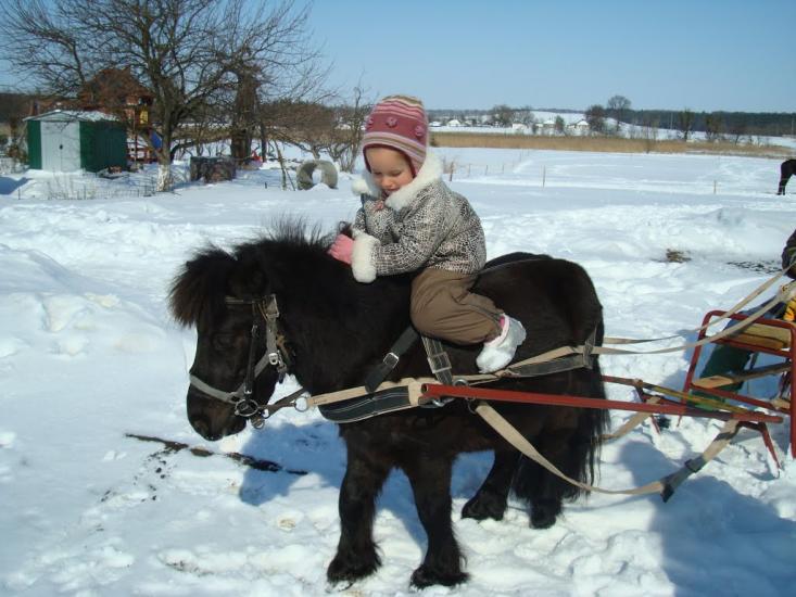Синиця з panoramio.com - Синица