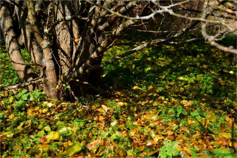 Великі Будища з panoramio.com - Великие Будища