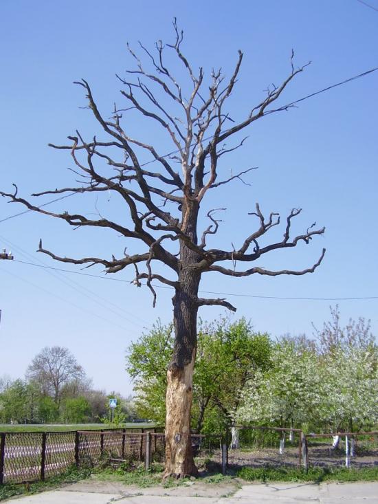 Маньків з panoramio.com - Маньків