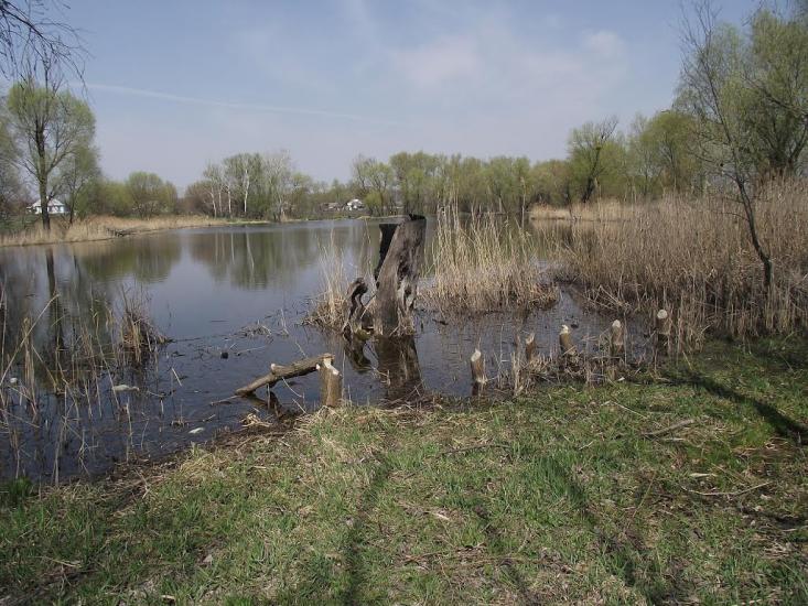 Розаліївка з panoramio.com - Розаліївка