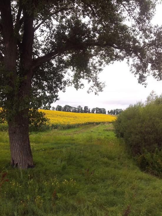 Куровечка з panoramio.com - Куровечка