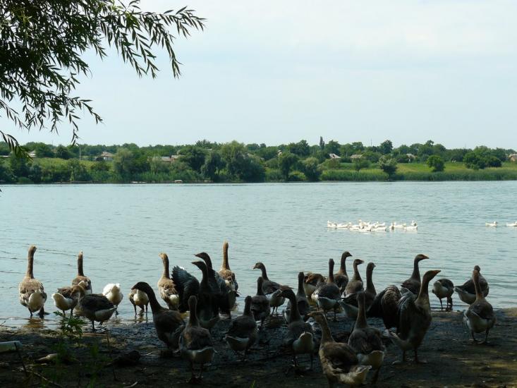 Протопопівка з panoramio.com - Protopopivka