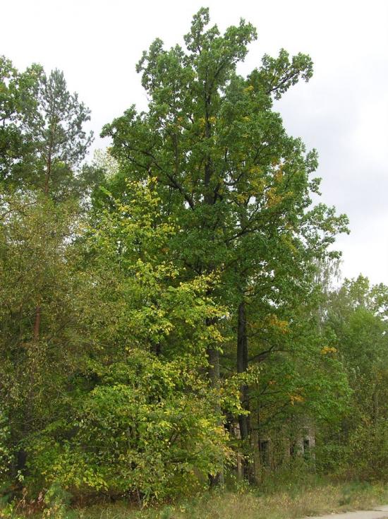 Горщик з panoramio.com - Горщик