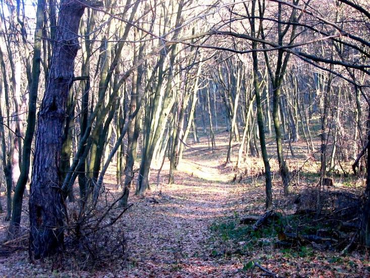 Демня з panoramio.com - Демня