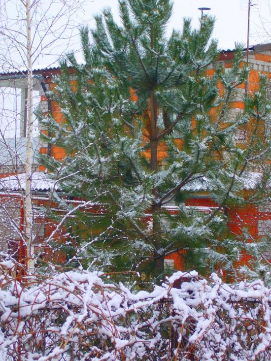 Вільноуланівське з panoramio.com - Вільноуланівське